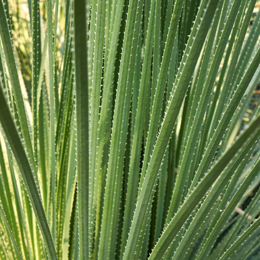 Dasylirion acrotrichum - Mexicaanse grasboom