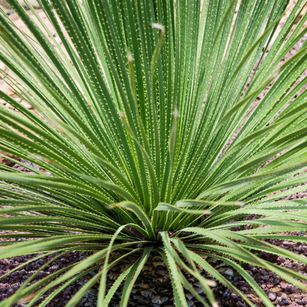 Dasylirion acrotrichum - Mexicaanse grasboom