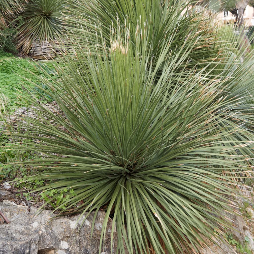 Dasylirion glaucophyllum - Mexicaanse grasboom