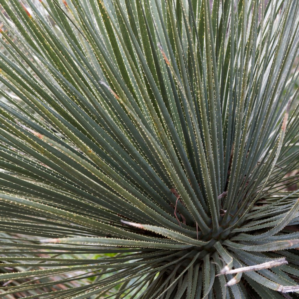 Dasylirion glaucophyllum - Mexicaanse grasboom