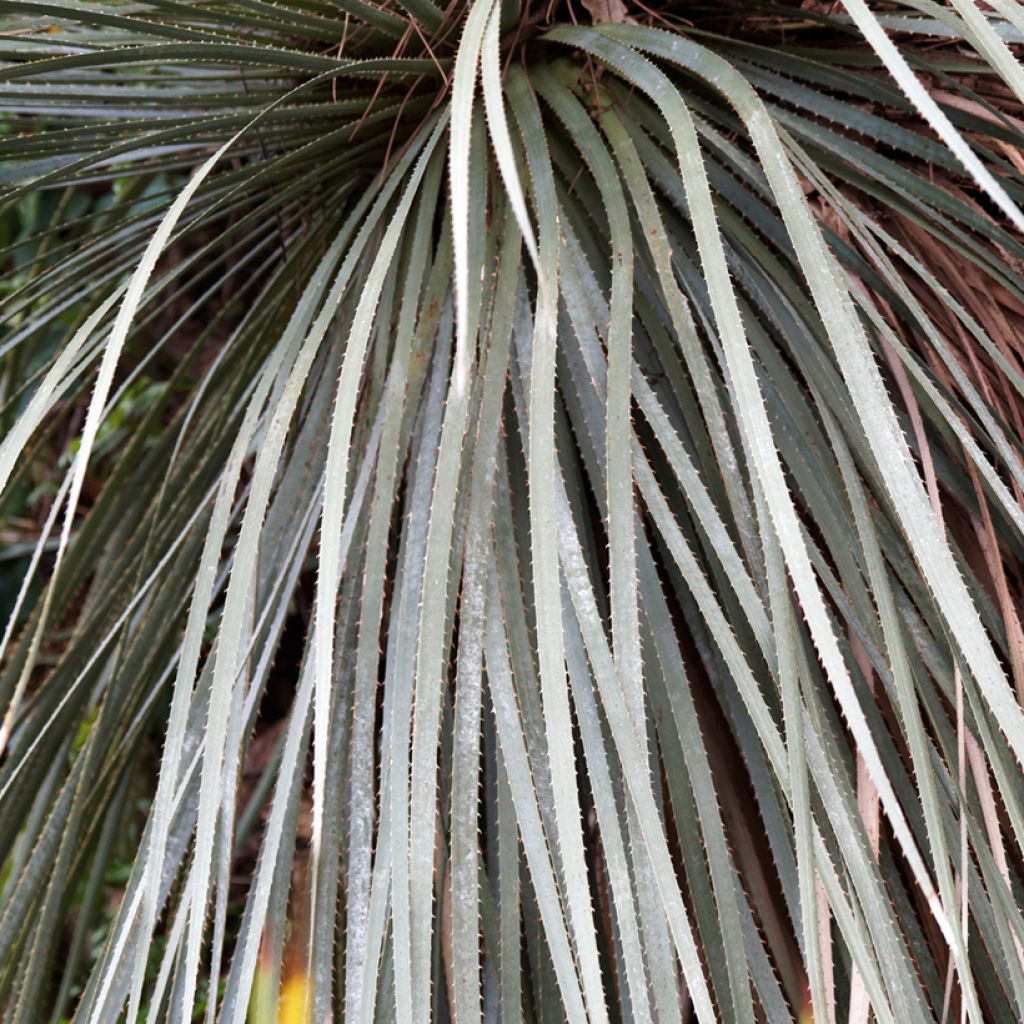 Dasylirion glaucophyllum - Mexicaanse grasboom