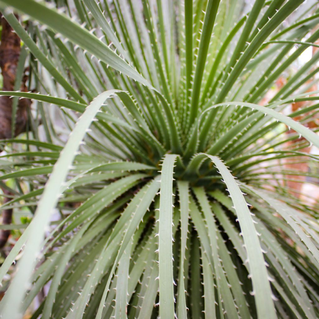 Dasylirion leiophyllum - Mexicaanse grasboom