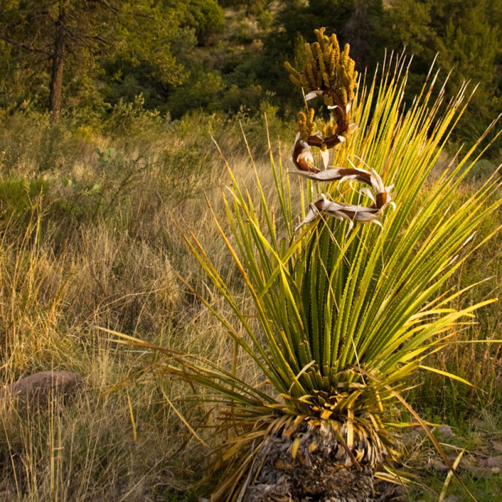 Dasylirion leiophyllum - Mexicaanse grasboom