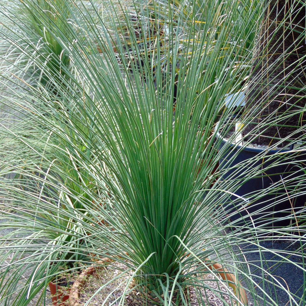 Dasylirion longissimum - Mexicaanse grasboom