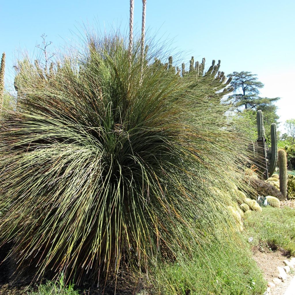 Dasylirion longissimum - Mexicaanse grasboom