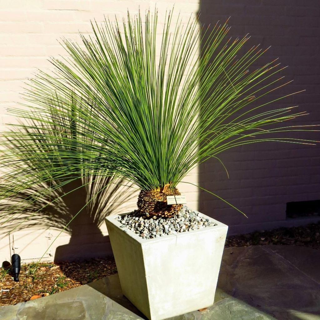 Dasylirion longissimum - Mexicaanse grasboom