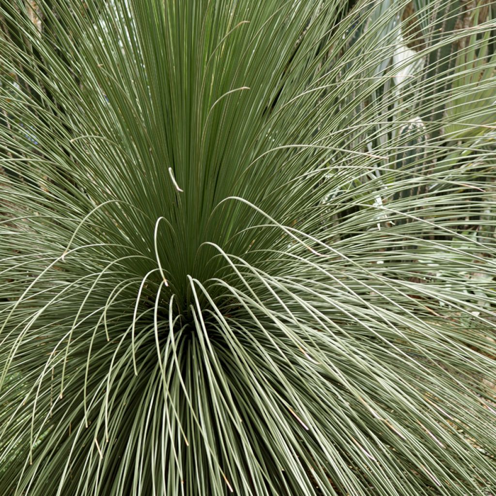 Dasylirion longissimum - Mexicaanse grasboom