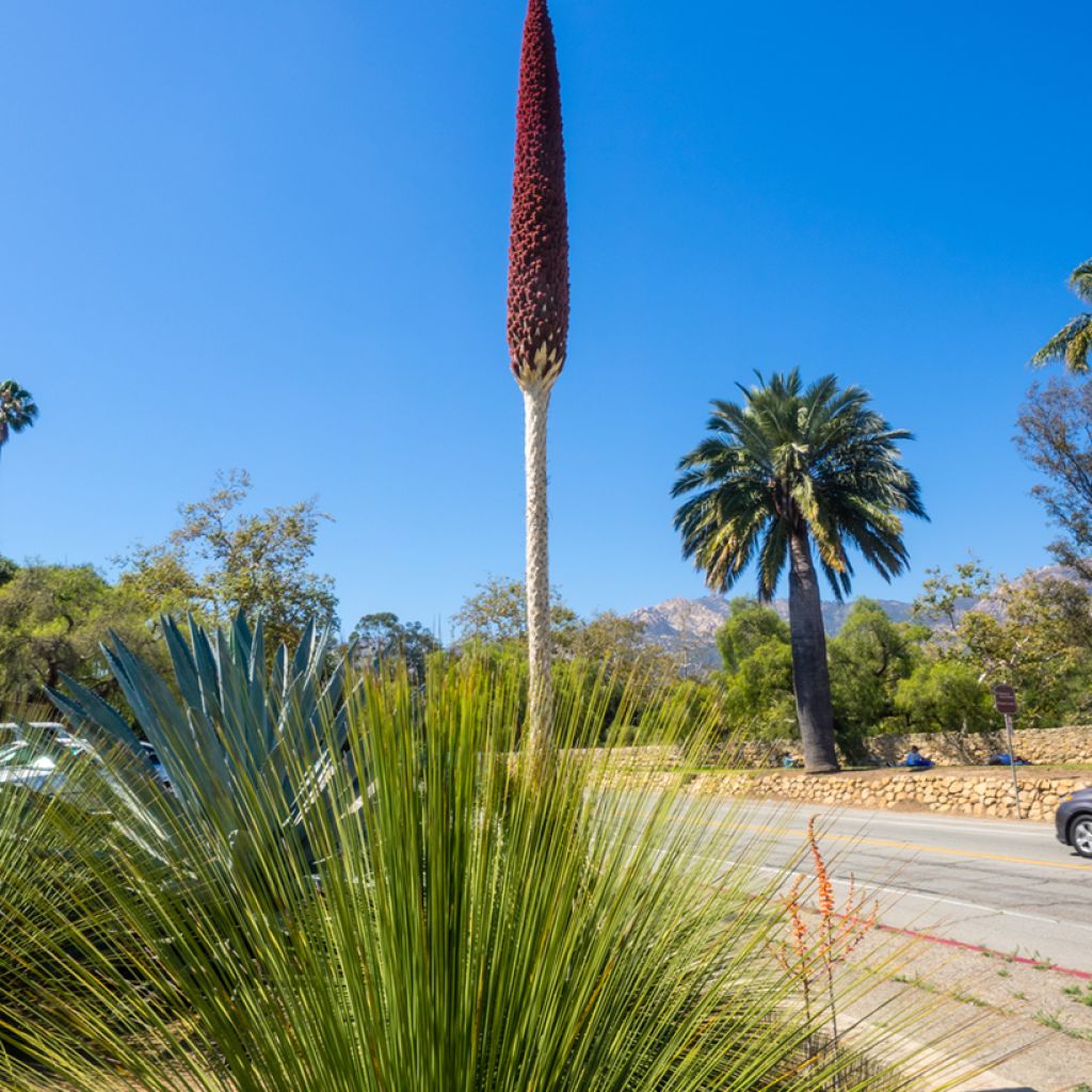 Dasylirion longissimum - Mexicaanse grasboom