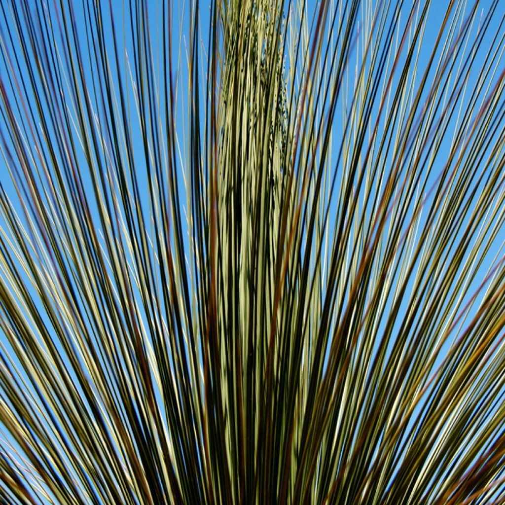 Dasylirion longissimum - Mexicaanse grasboom