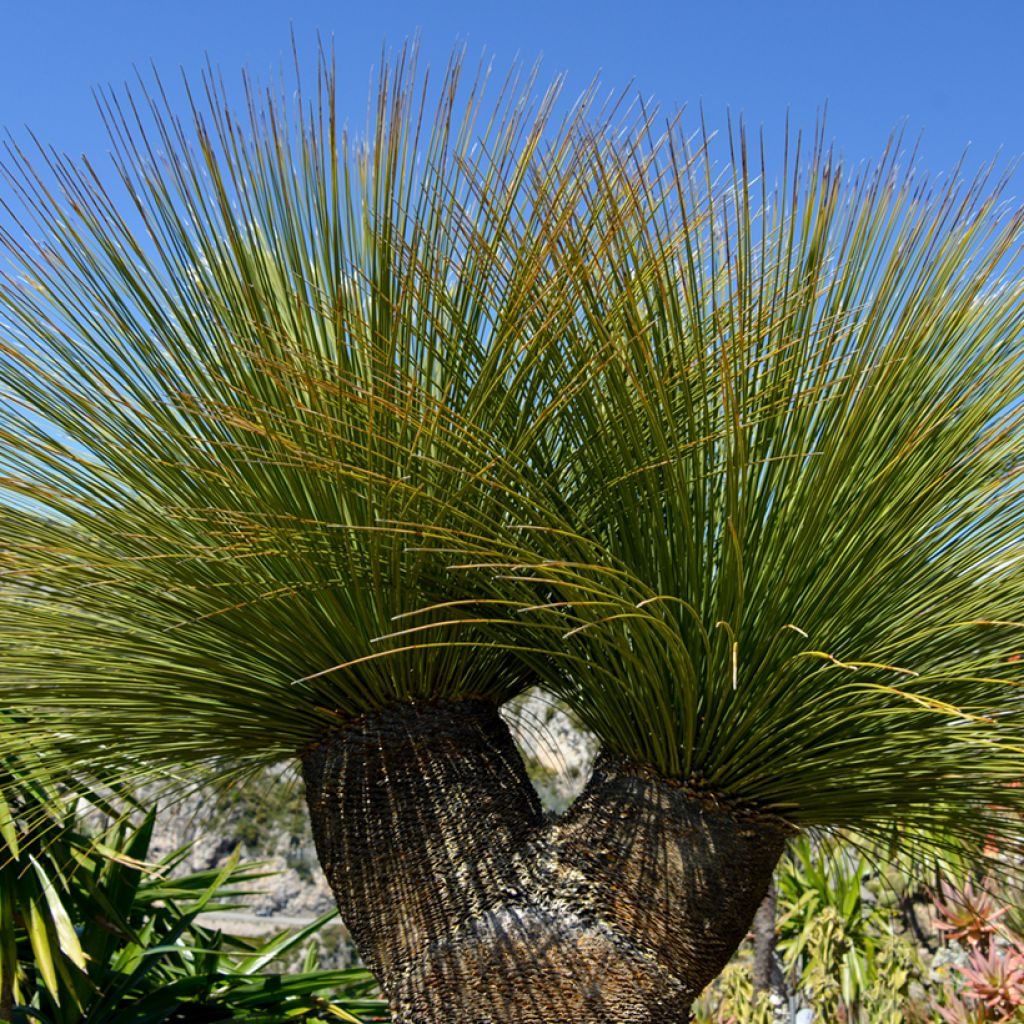 Dasylirion quadrangulatum - Mexicaanse grasboom