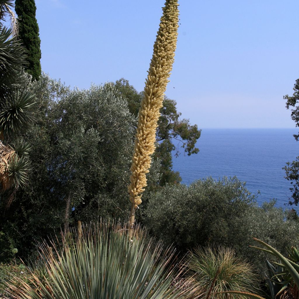 Dasylirion serratifolium - Grasboom