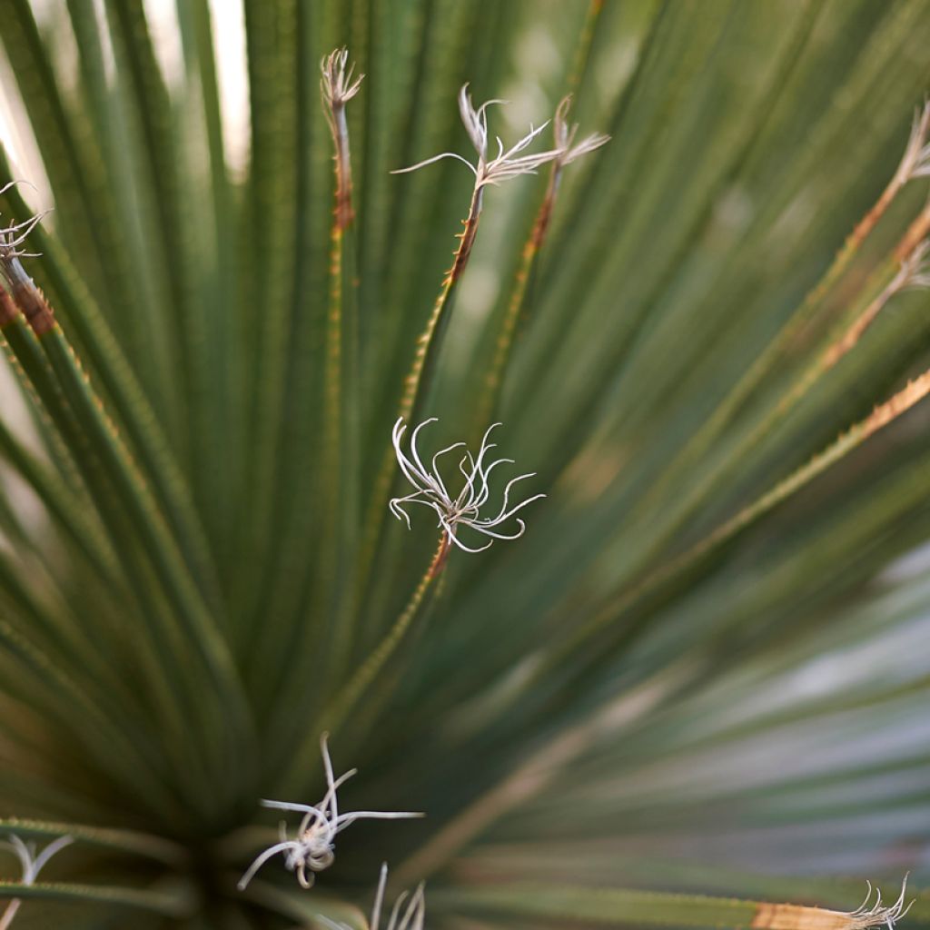 Dasylirion serratifolium - Grasboom