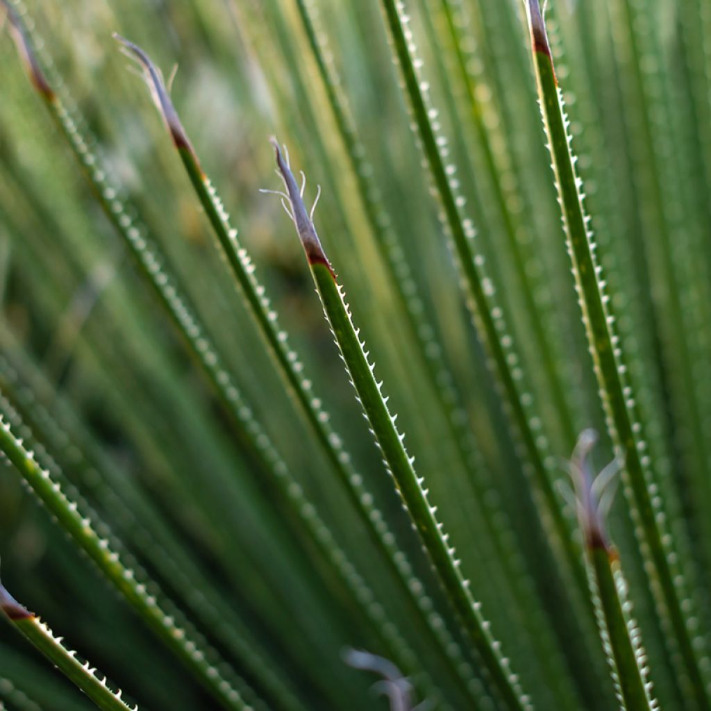 Dasylirion serratifolium - Grasboom