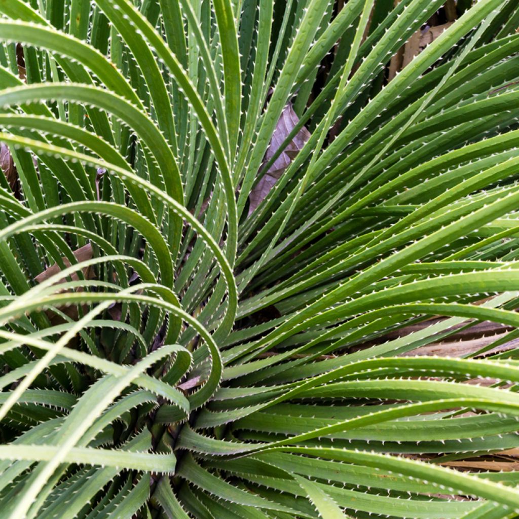 Dasylirion serratifolium - Grasboom