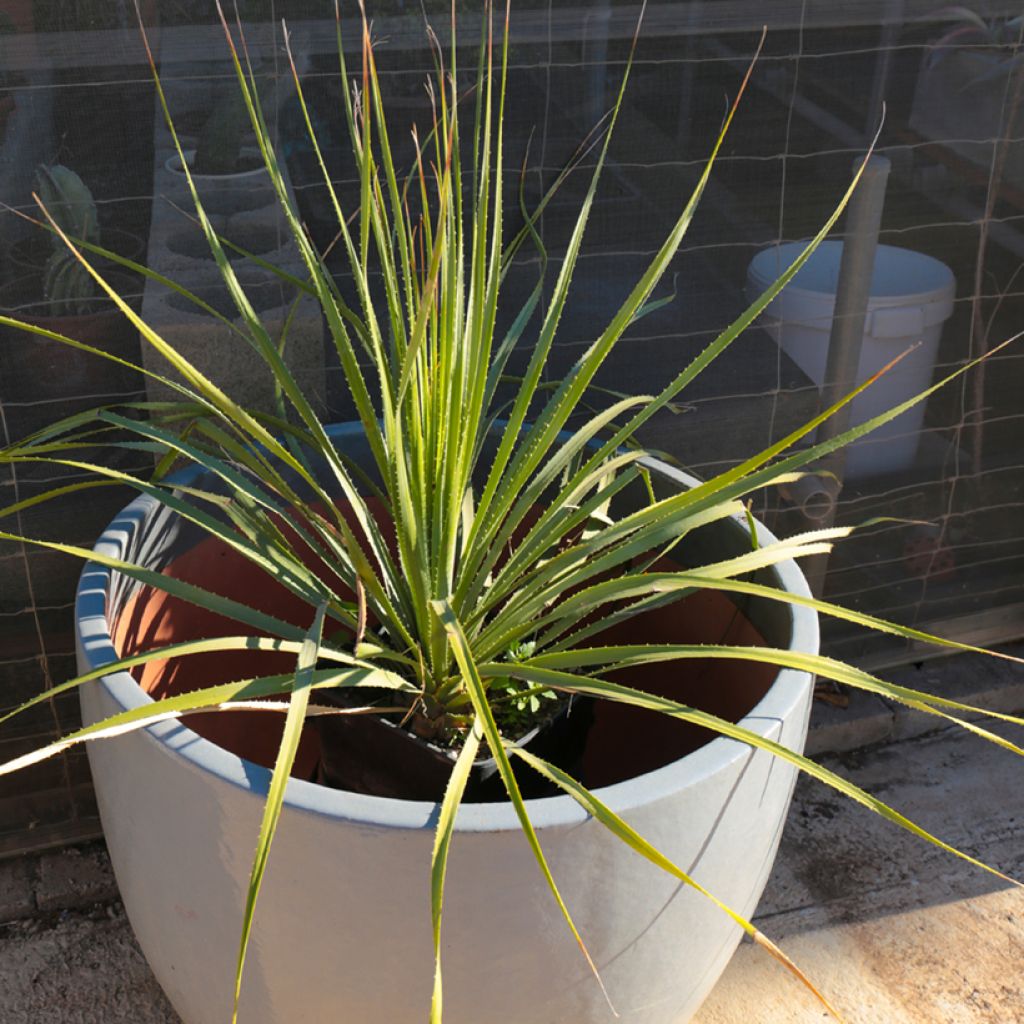 Dasylirion texanum - Mexicaanse grasboom