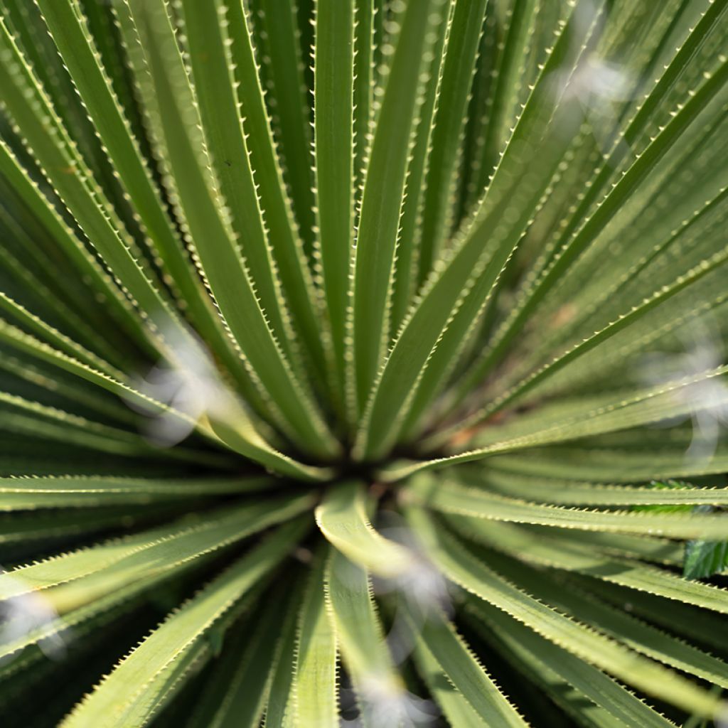 Dasylirion texanum - Mexicaanse grasboom