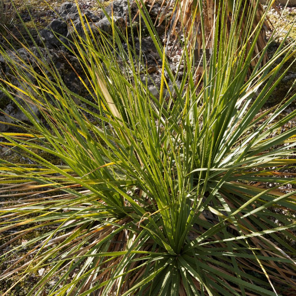 Dasylirion texanum - Mexicaanse grasboom