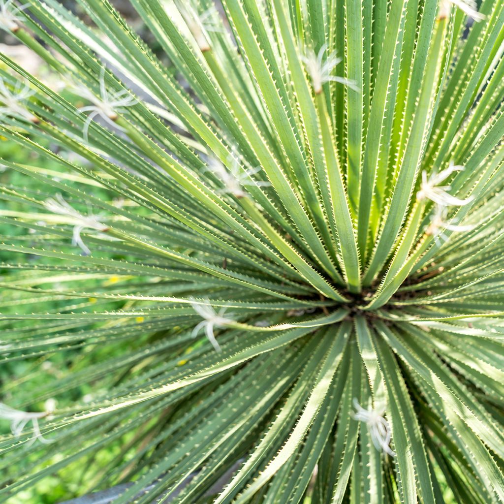 Dasylirion wheeleri - Mexicaanse grasboom