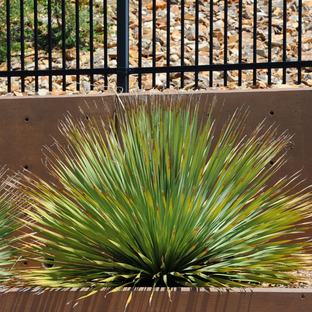 Dasylirion wheeleri - Mexicaanse grasboom