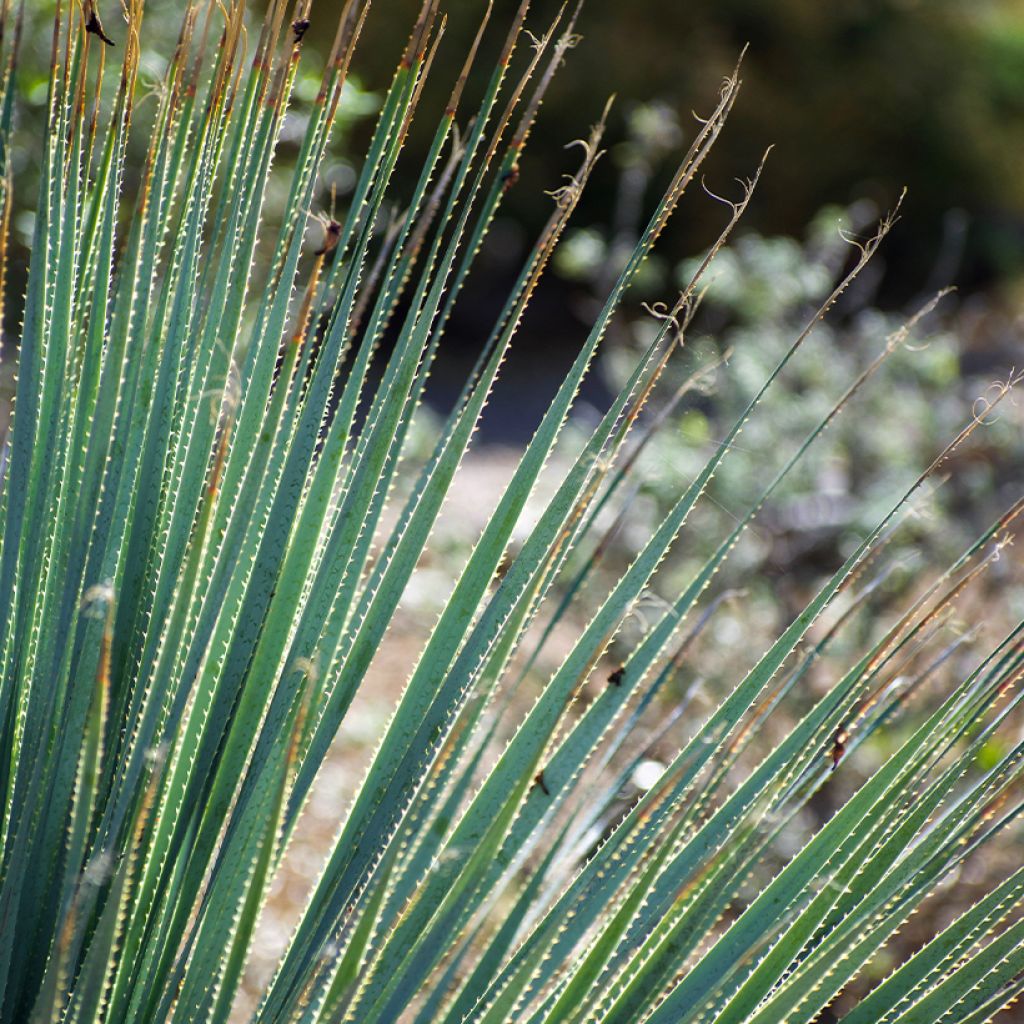 Dasylirion wheeleri - Mexicaanse grasboom