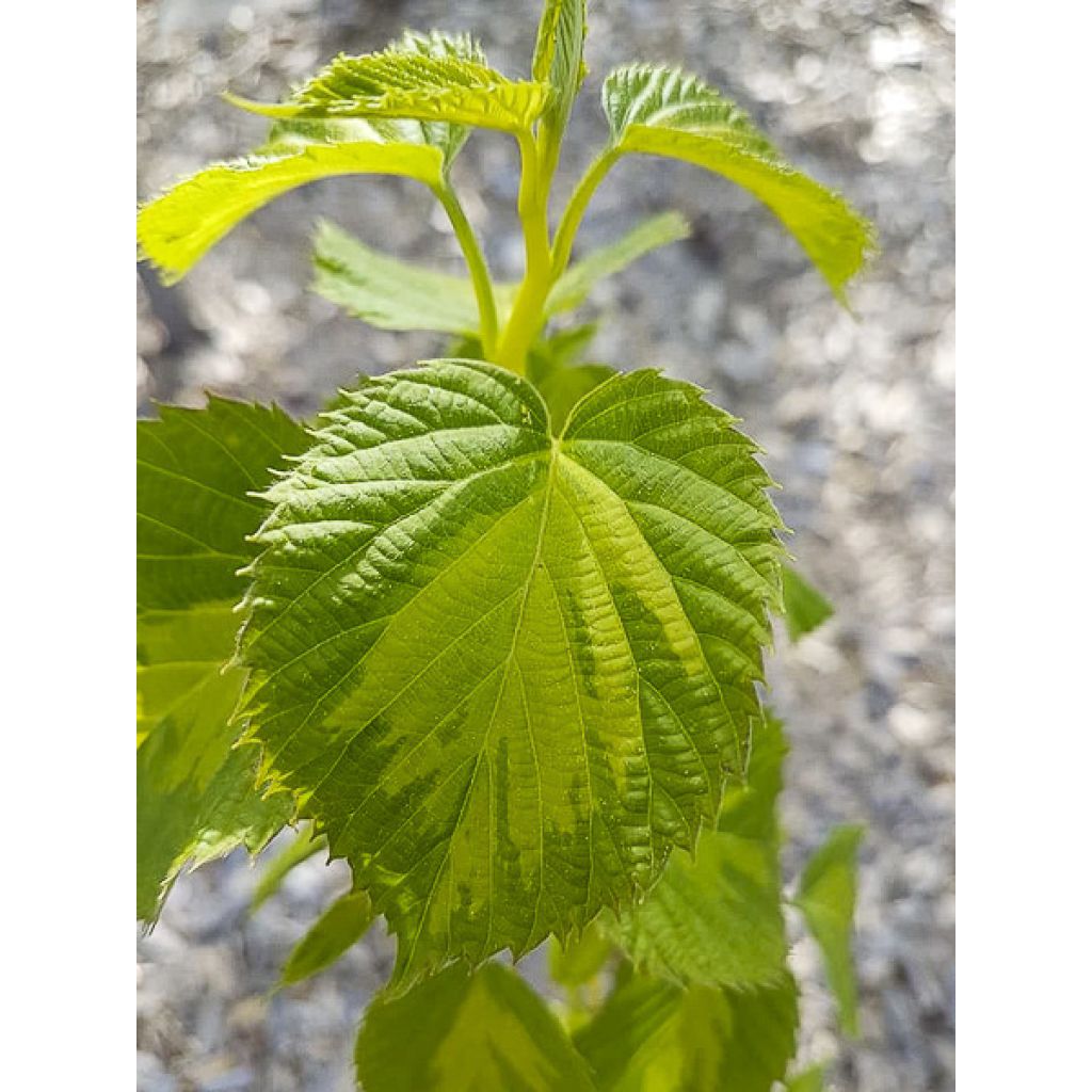 Arbre aux mouchoirs - Davidia involucrata Lady Dahlia
