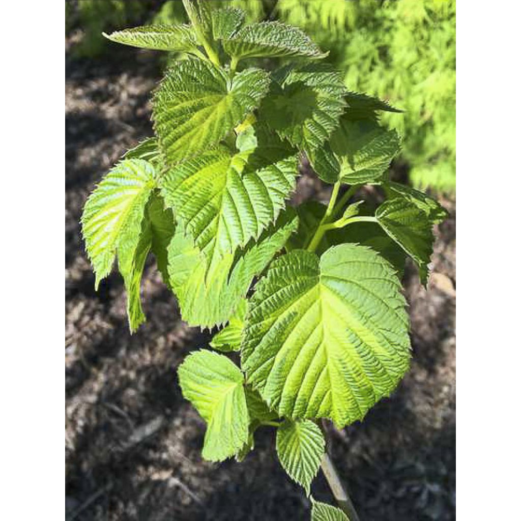 Arbre aux mouchoirs - Davidia involucrata Lady Dahlia