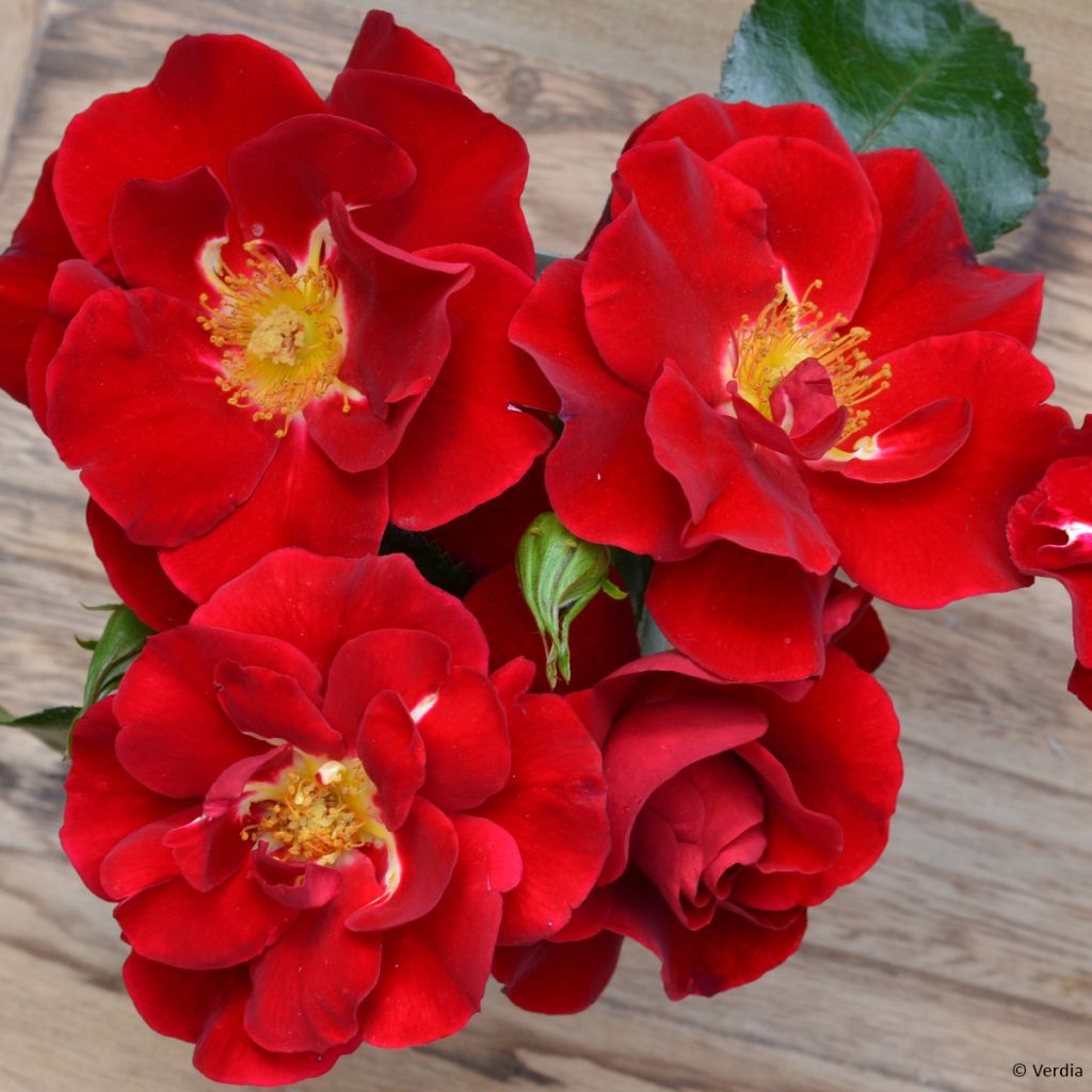 Rosier Décorosier® New Vesuvia®