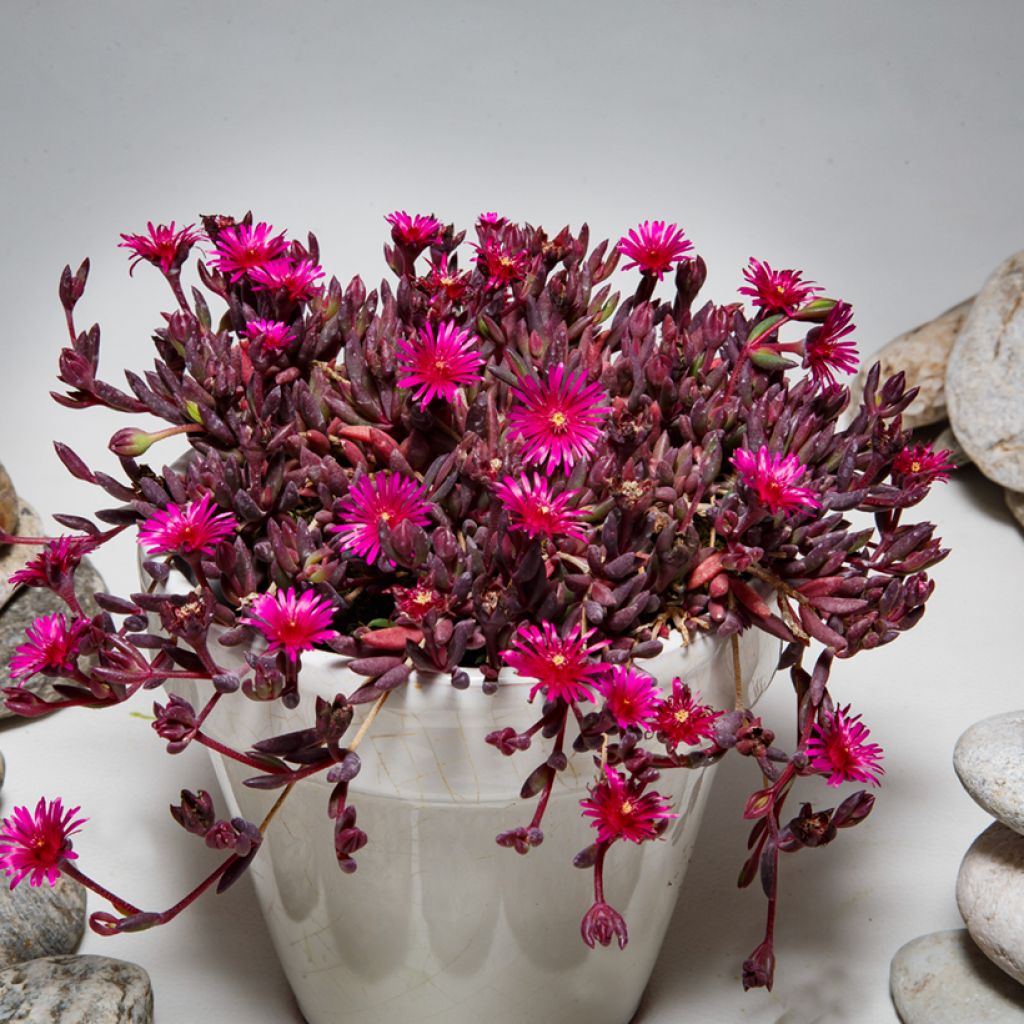Delosperma Desert Dancers Purple - IJsbloem
