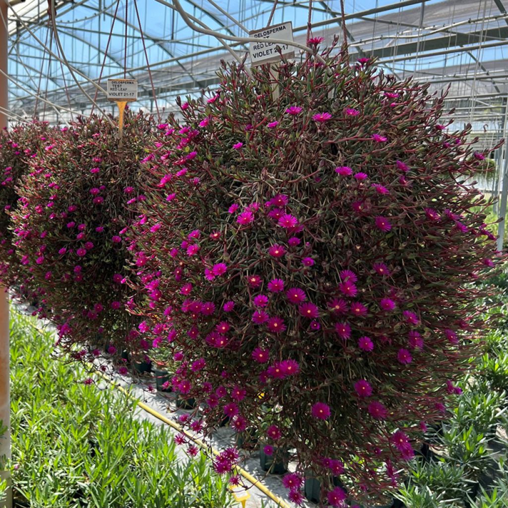 Delosperma Desert Dancers Purple - IJsbloem