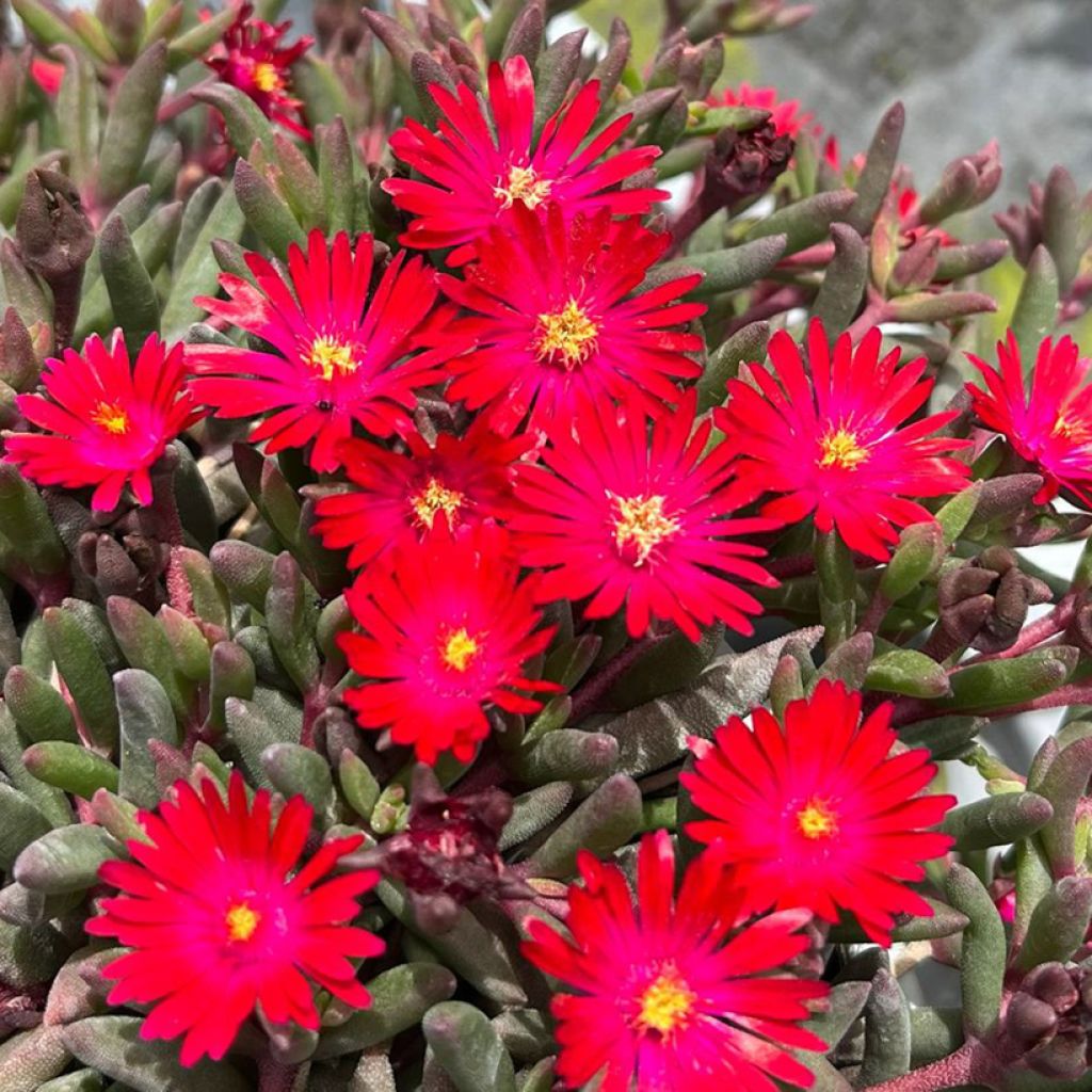 Delosperma Desert Dancers Rood - IJsbloem