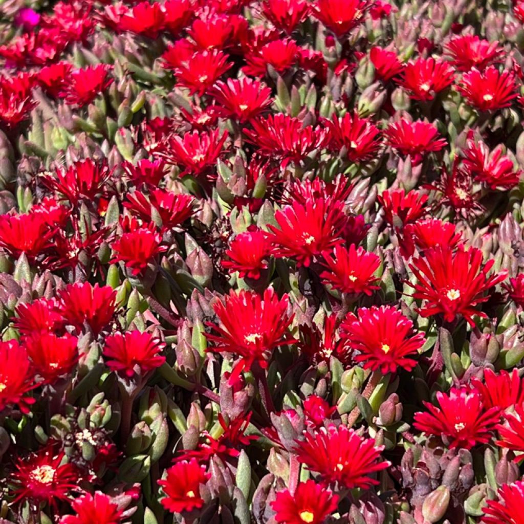 Delosperma Desert Dancers Rood - IJsbloem