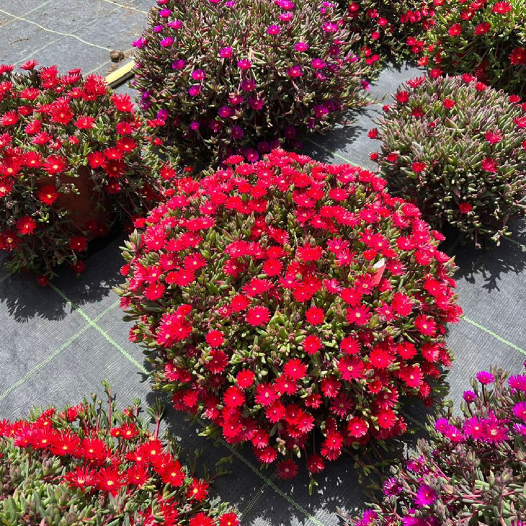 Delosperma Desert Dancers Rood - IJsbloem