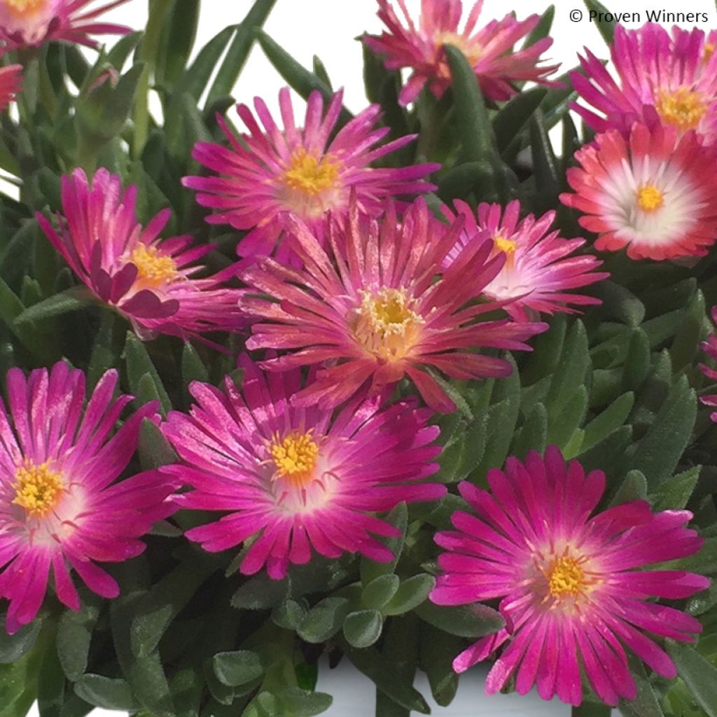 Delosperma Royal Ranger Neon - IJsbloem
