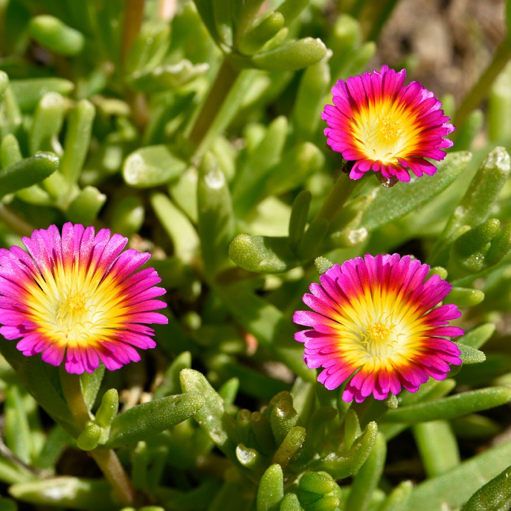 Delosperma Wheels of Wonder Hot Pink - IJsbloem