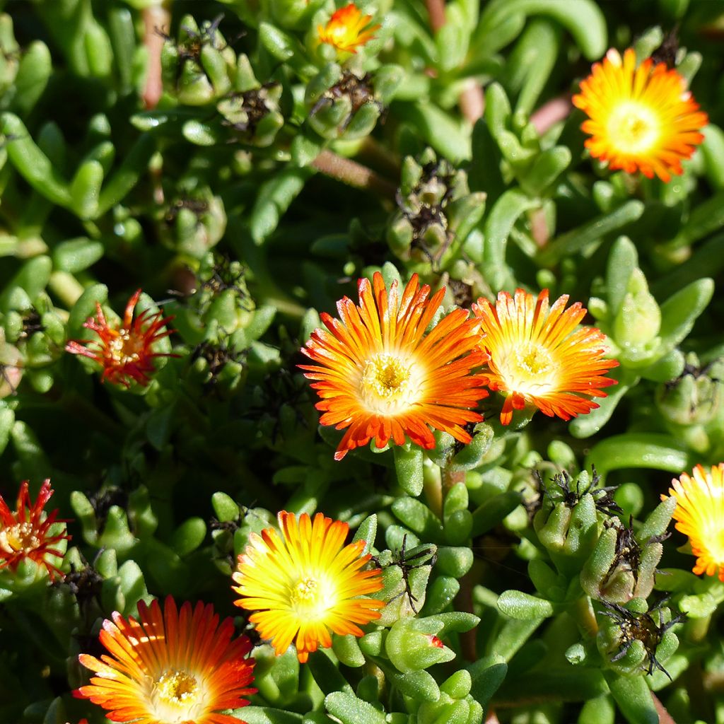 Delosperma Wheels of Wonder Orange - Ijsbloem