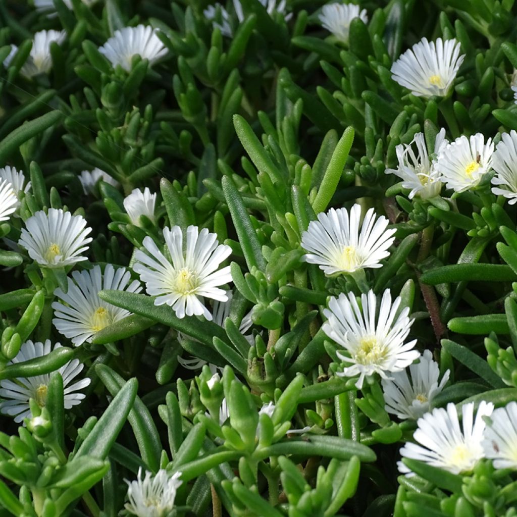 Delosperma Wheels of Wonder Wit - IJsbloem