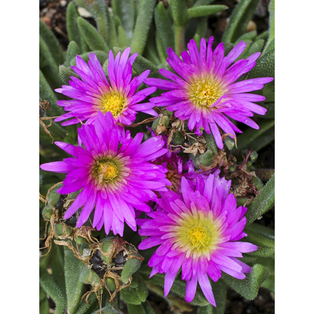 Delosperma ashtonii - Pourpier vivace, Delosperma d'Ashton