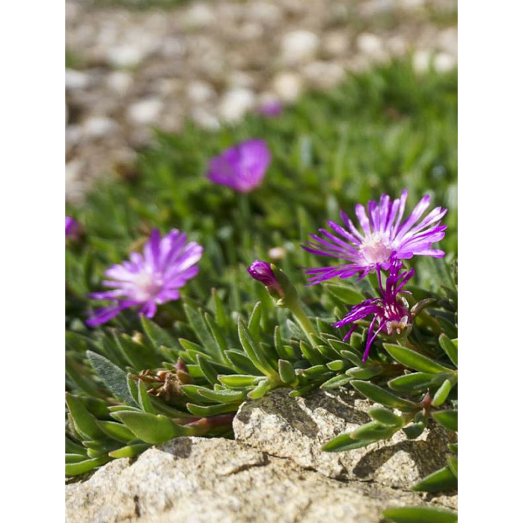 Delosperma ashtonii - Pourpier vivace, Delosperma d'Ashton