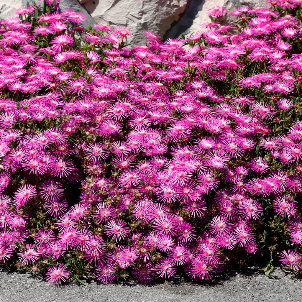 Delosperma cooperi - IJsbloem