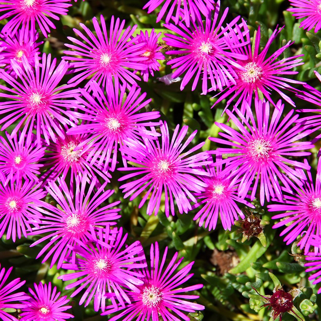 Delosperma cooperi - IJsbloem