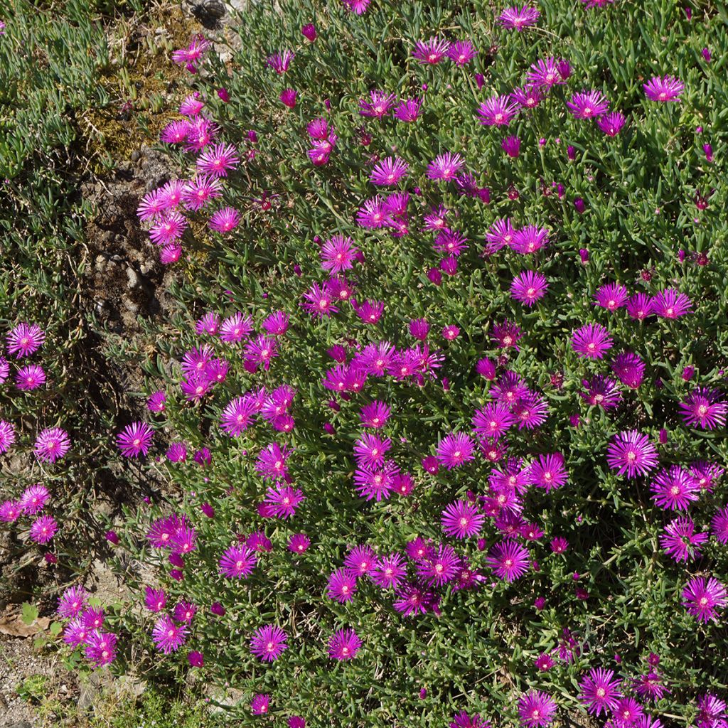 Delosperma cooperi - IJsbloem