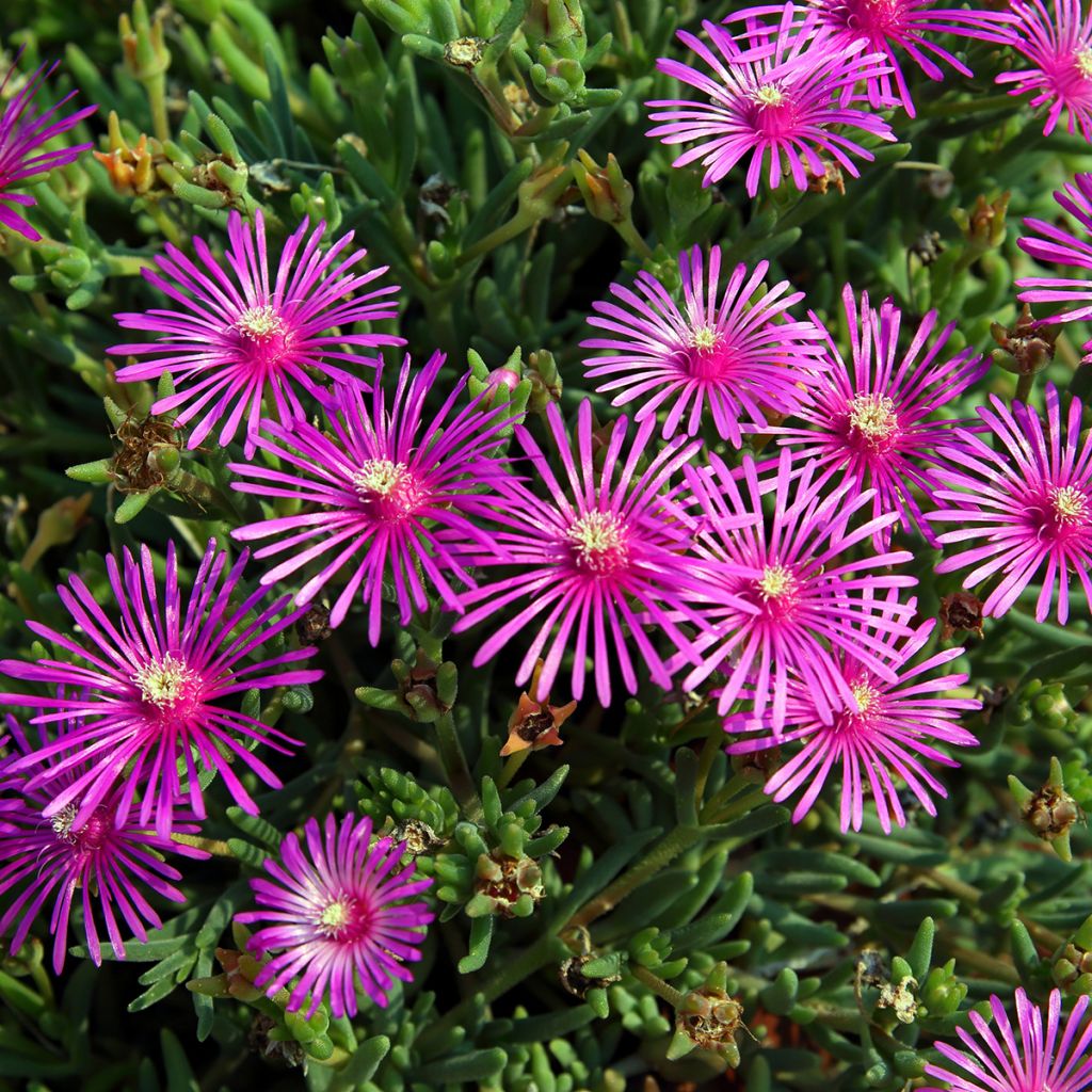 Delosperma cooperi - IJsbloem