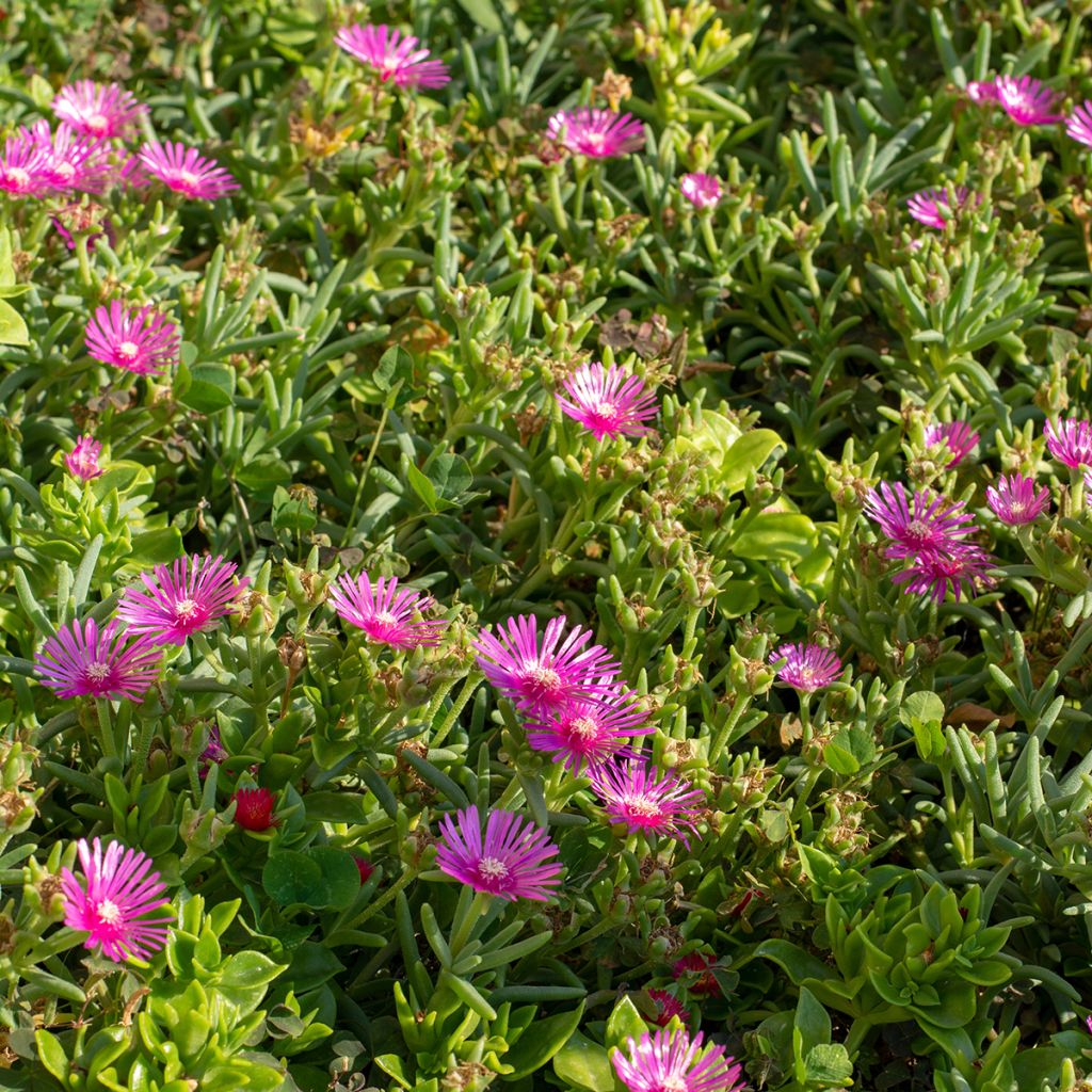 Delosperma cooperi - IJsbloem