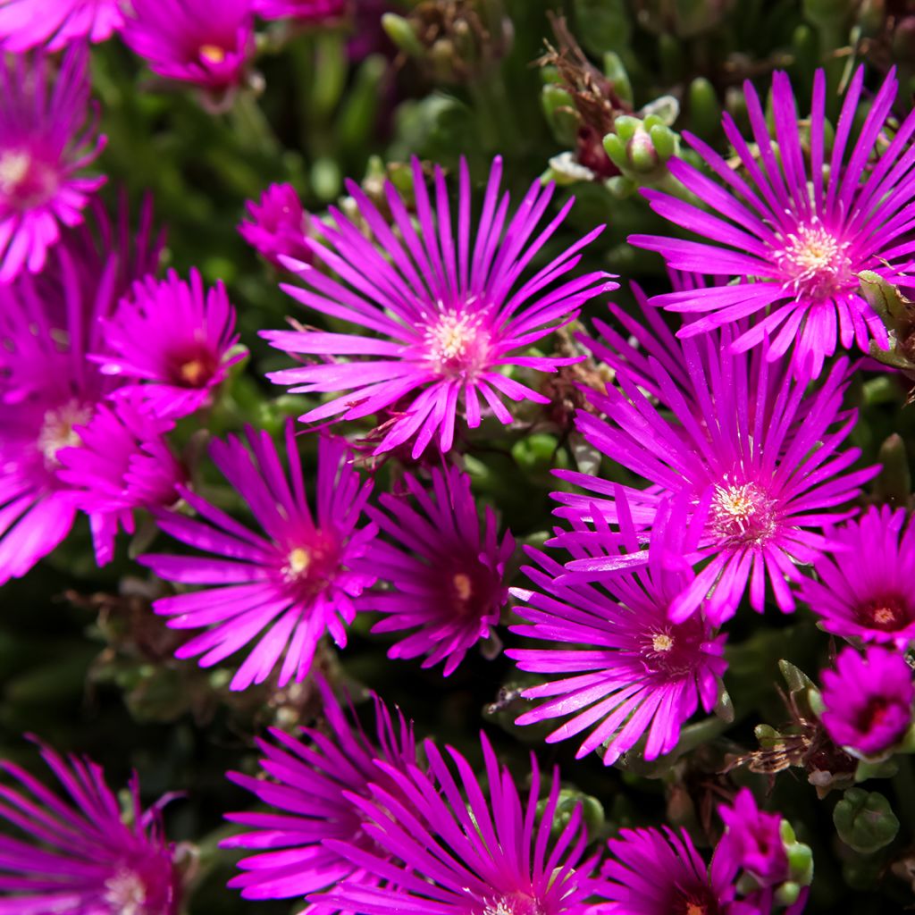 Delosperma cooperi - IJsbloem