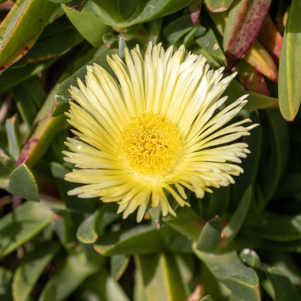 Delosperma lineare - IJsbloem