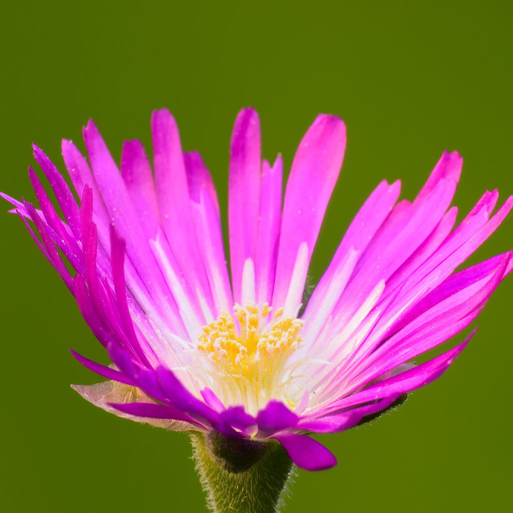 Delosperma sutherlandii - IJsbloem