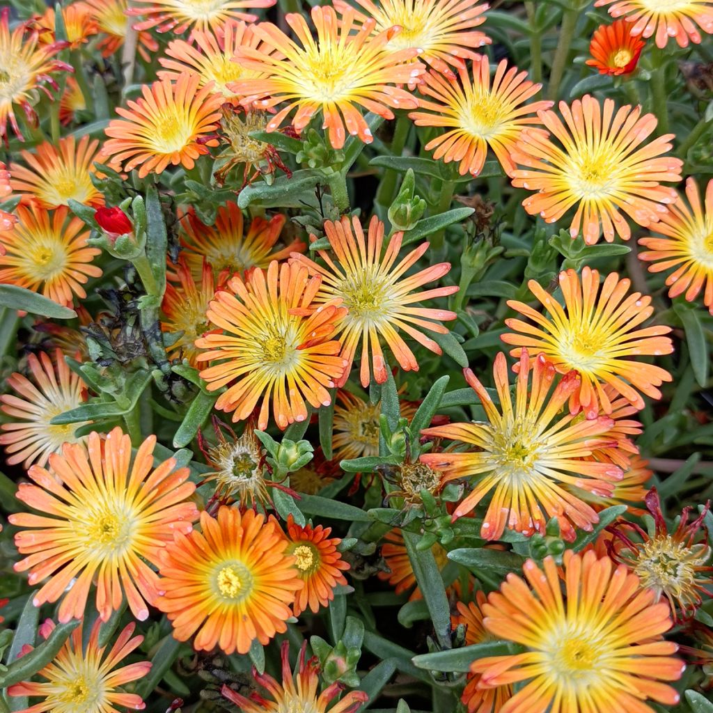 Delosperma Wheels of Wonder Orange - Ijsbloem