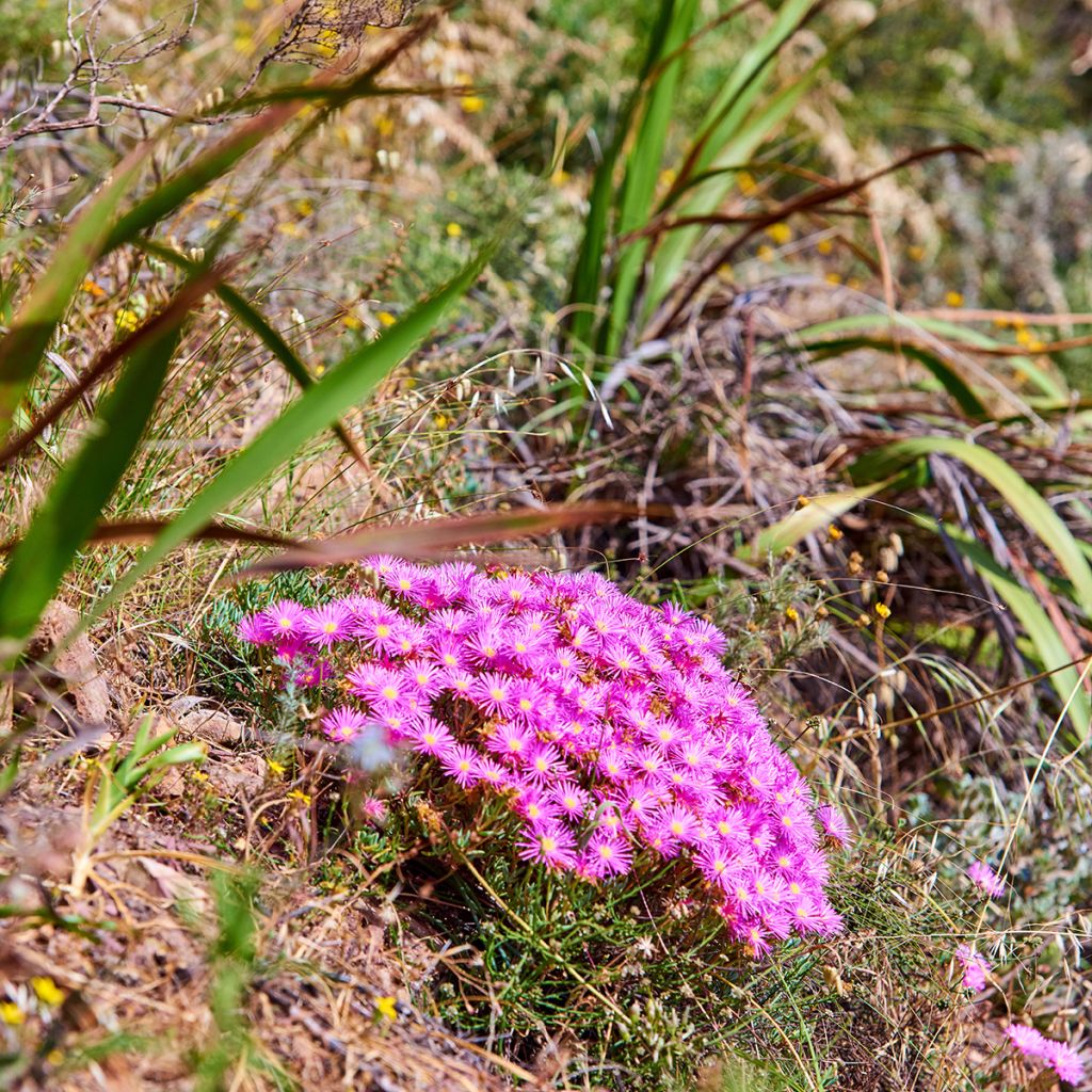 Delosperma cooperi - IJsbloem