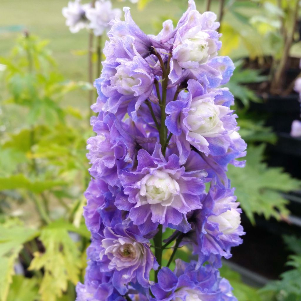 Delphinium elatum Highlander Bolero - Ridderspoor