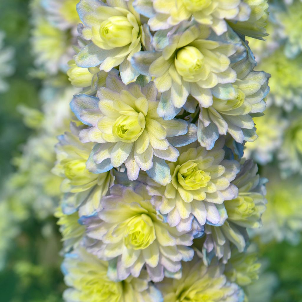 Delphinium Crystal Delight - Ridderspoor